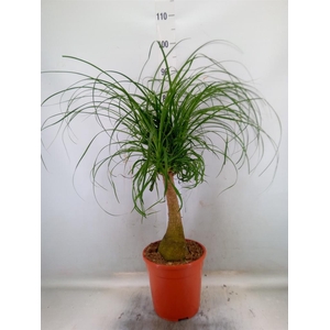 Beaucarnea recurvata