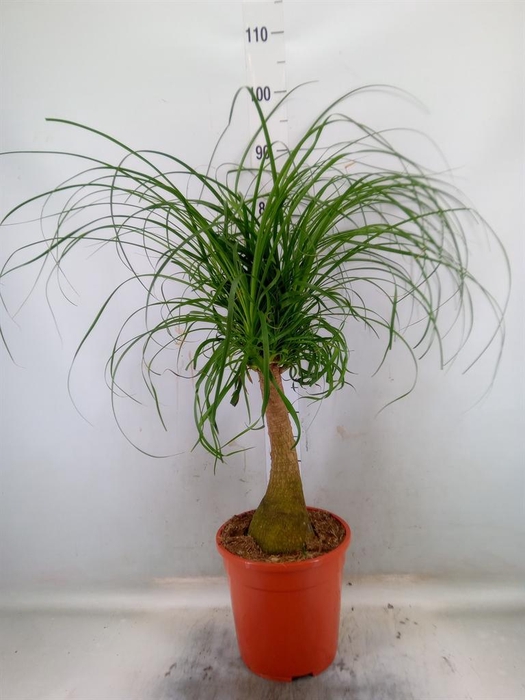 <h4>Beaucarnea recurvata</h4>
