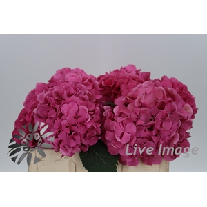 Hydrangea sibilla red