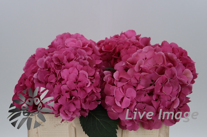 <h4>Hydrangea sibilla red</h4>