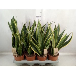 Sansevieria trifa. 'Laurentii'