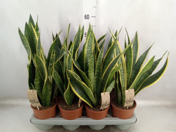 Sansevieria trifa. 'Laurentii'