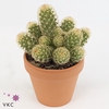 Mammillaria elongata