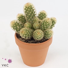 Mammillaria elongata