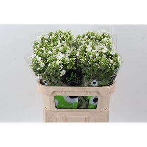 Phlox P Icecap