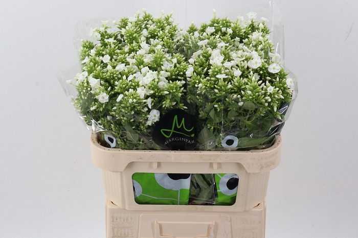 <h4>Phlox P Icecap</h4>
