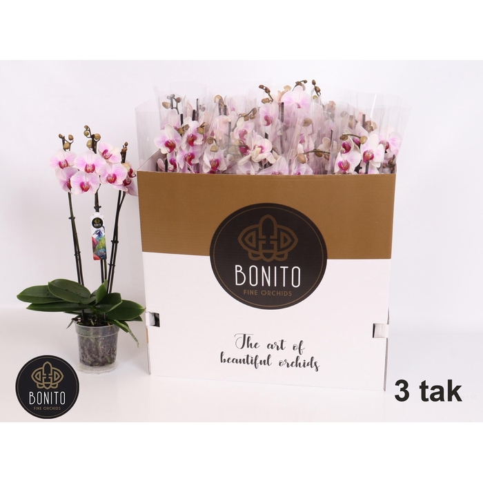 <h4>PHAL AN DENVER</h4>