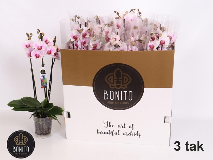 <h4>PHAL AN DENVER</h4>