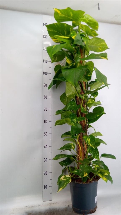 <h4>Epipremnum pinn.   ...moss stick</h4>