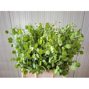LUNARIA ANNUA GREEN LUNARIA ANN GRO