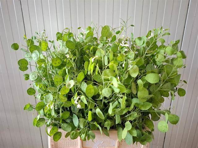<h4>LUNARIA ANNUA GREEN LUNARIA ANN GRO</h4>