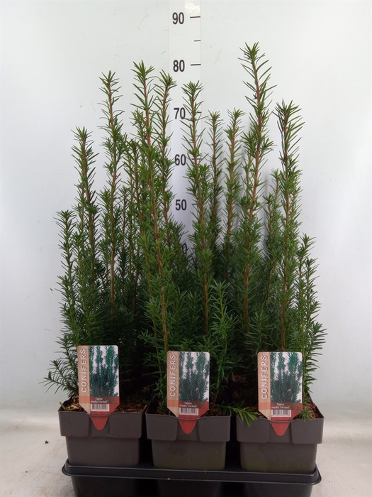 <h4>Taxus baccata   ...</h4>