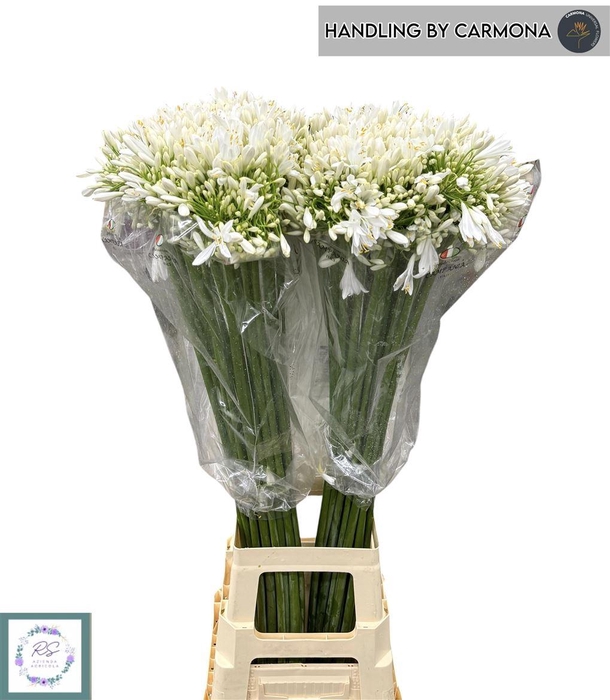 <h4>Agap White Charm</h4>