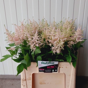 Astilbe Europa