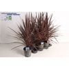 Cord Aus Red Star