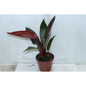 PHILODENDRON MCCOLLEY S FINALE P17