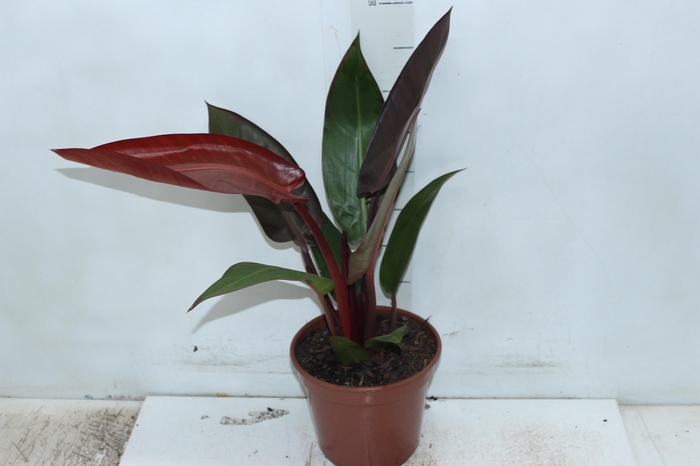 PHILODENDRON MCCOLLEY S FINALE P17