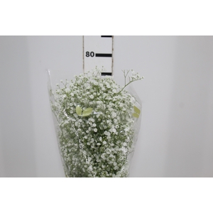 GYPSOPHILA DYNAMIC LOVE 070 CM MIN 250 GRAMAS