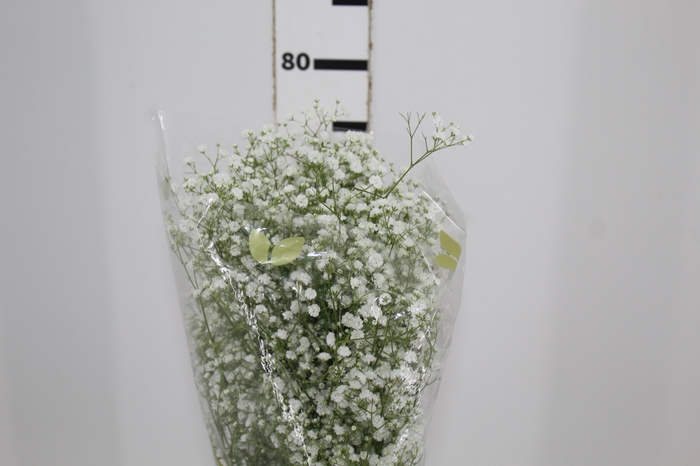 GYPSOPHILA DYNAMIC LOVE 070 CM MIN 250 GRAMAS