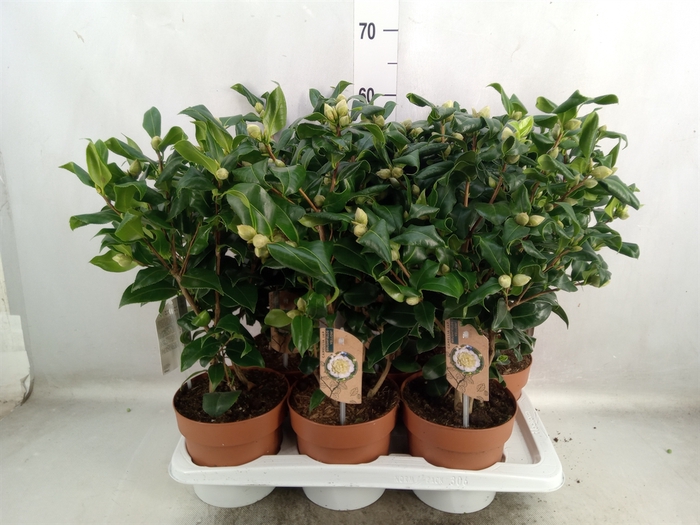 <h4>Camellia japonica 'Brushfield Yell'</h4>