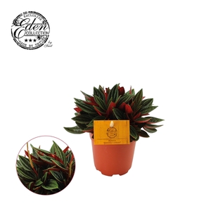 Peperomia Rosso 10,5cm (geen MPS)