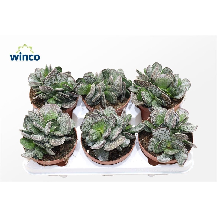 <h4>ADROMI MACULATUS</h4>