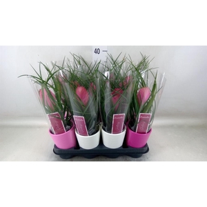 Tillandsia cyanea 'Anita'