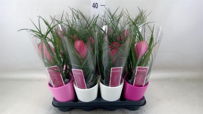 <h4>Tillandsia cyanea 'Anita'</h4>