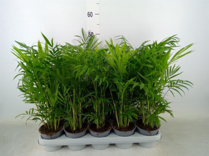 <h4>Chamaedorea elegans</h4>