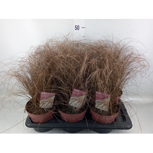 Carex comans 'Bronze Form'