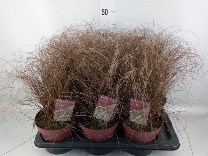 <h4>Carex comans 'Bronze Form'</h4>