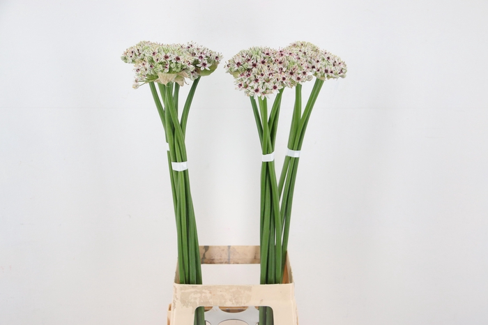 <h4>ALLIUM SILVERSPRING</h4>