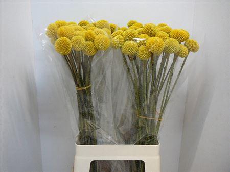 <h4>Craspedia Paint Pop</h4>