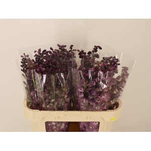 DELPH DU P LILAC SEN