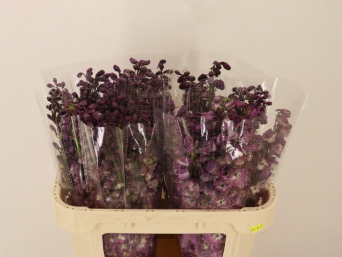 <h4>DELPH DU P LILAC SEN</h4>