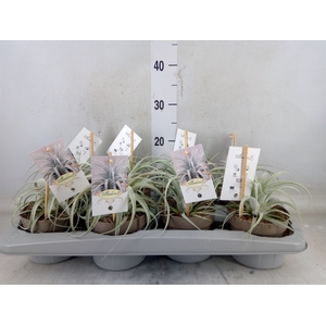 Tillandsia xerographica