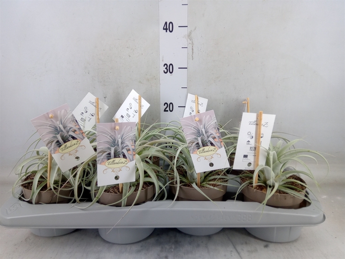 <h4>Tillandsia xerographica</h4>