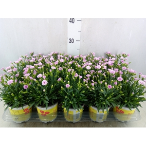 Dianthus allw. 'Lucky Lips Lola'