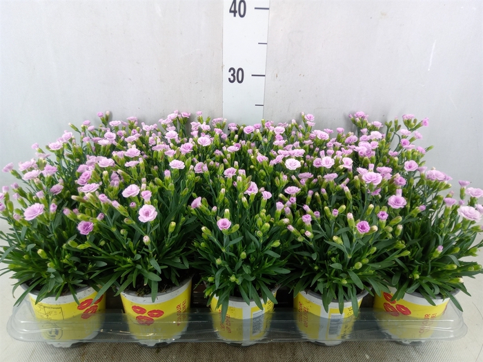 <h4>Dianthus allw. 'Lucky Lips Lola'</h4>