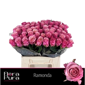R GR RAMONDA