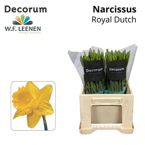 Narcissus Royal Dutch 566