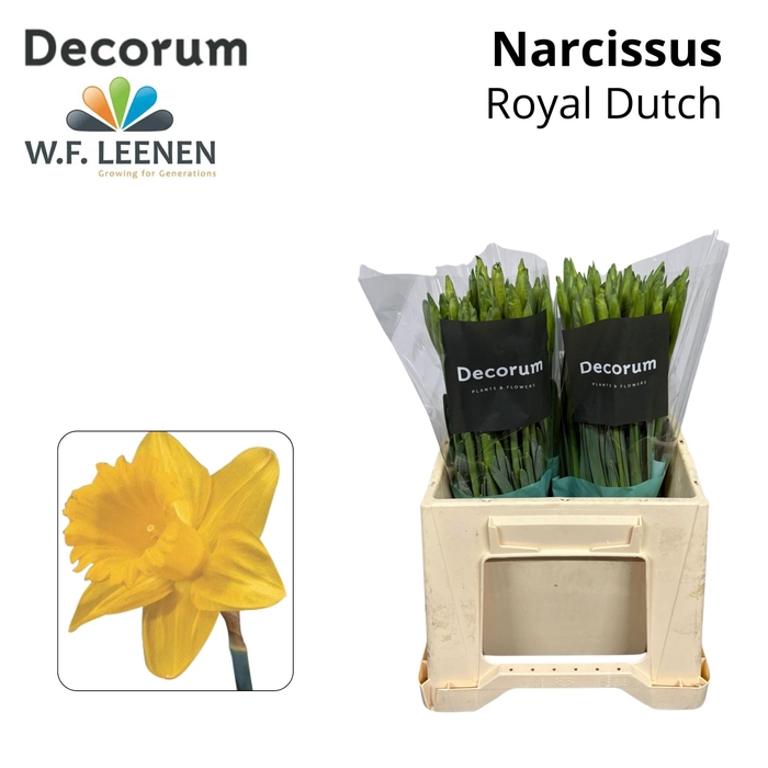 <h4>Narcissus Royal Dutch 566</h4>