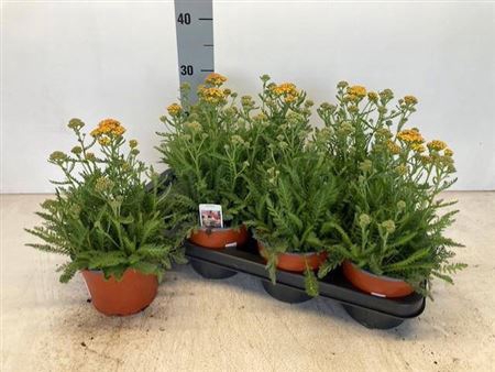 <h4>Achillea Millefolium</h4>