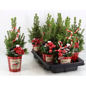 PICEA GL CONICA