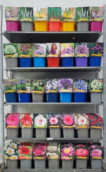 Vaste planten gemengd 4 soorten