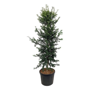 Ilex aquipernyi 'Dragon Lady'