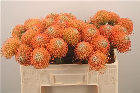 <h4>Leuco Co Ayoba Sun</h4>