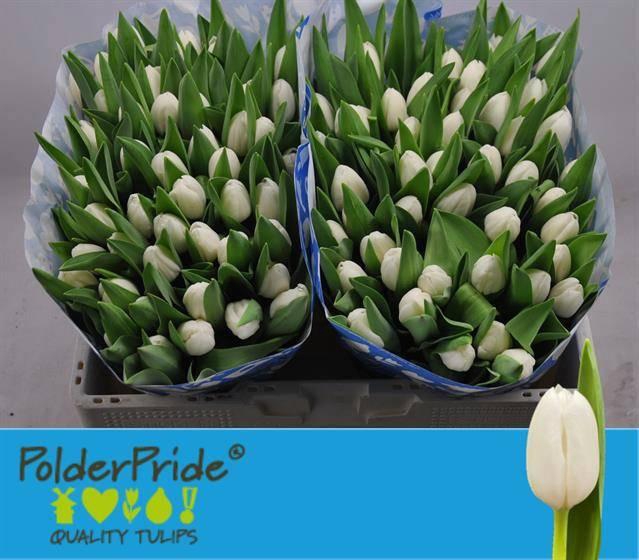 <h4>TU EN ROYAL VIRGIN</h4>