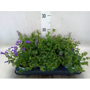 Campanula porten.