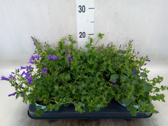 <h4>Campanula porten.</h4>